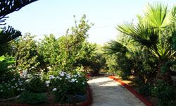 the garden